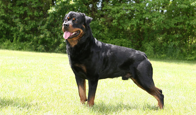 Como adestrar um Rottweiler